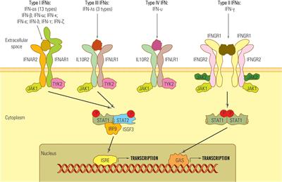 Frontiers Role of interferons in the antiviral battle from